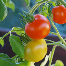 टमाटर (Tomato)